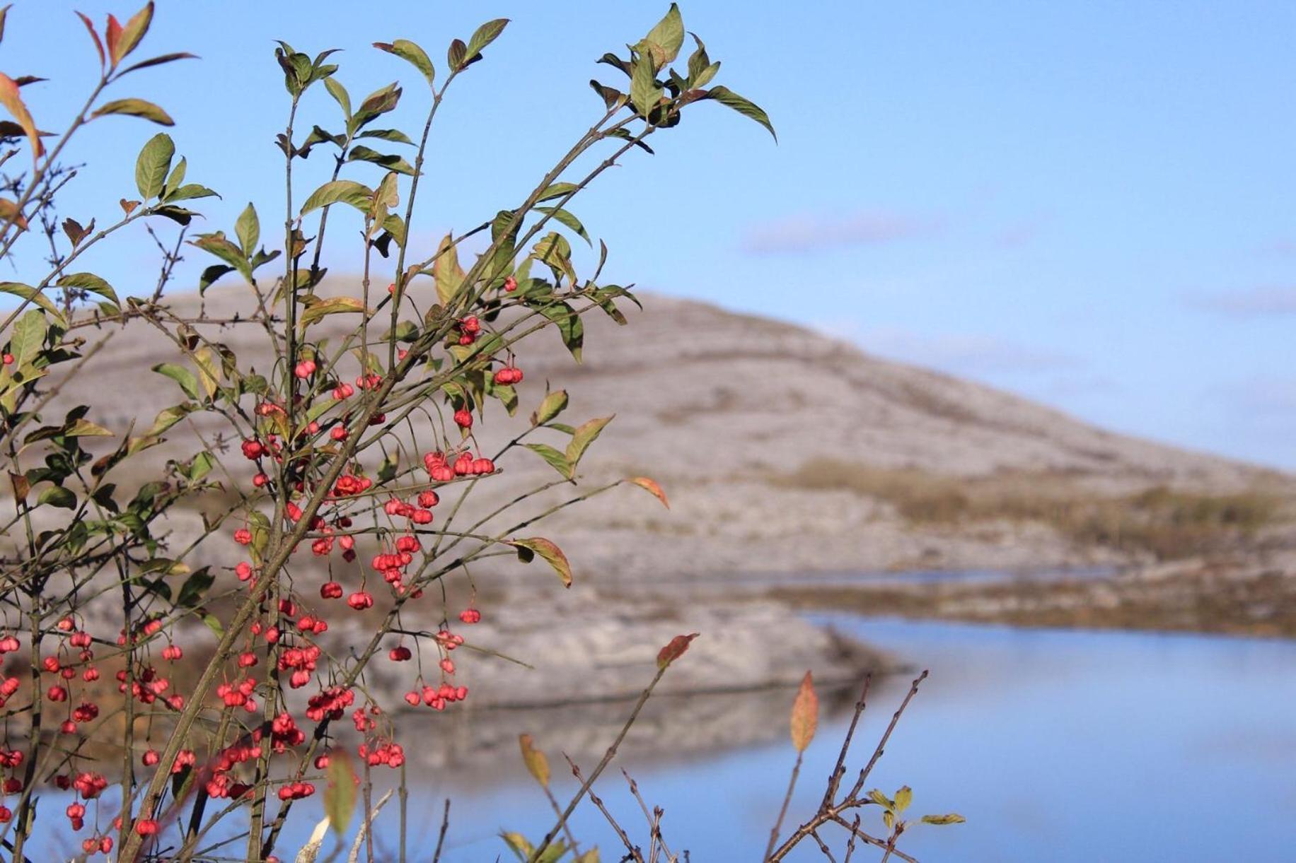 Riverside Cottage In The Burren Corofin  Екстер'єр фото